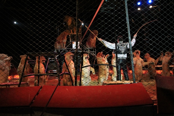Krone2011   110.jpg